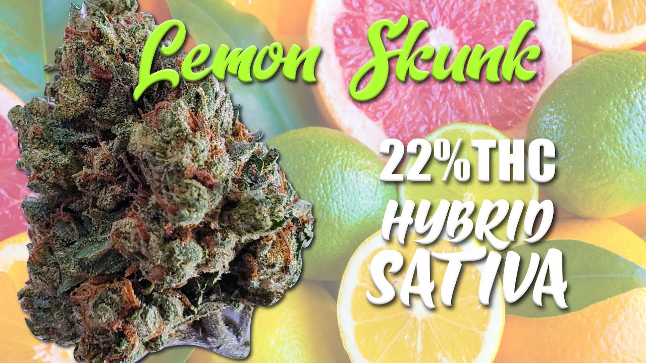 Fumando joint LEMON SKUNK Hybrid Sativa