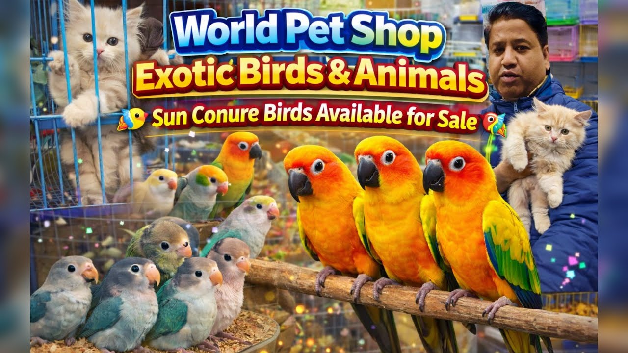 Exotics birds || World pet shop || Sun Conure Parrot | Talking, Friendly & Beautiful Bird”🦅 🐟 