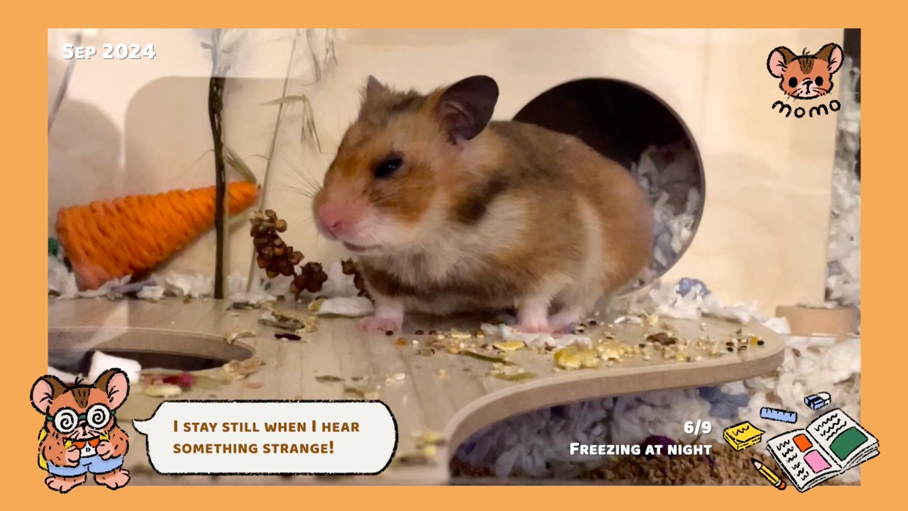 FURRY WISDOM | Sep 2024 | Momo the Hamster