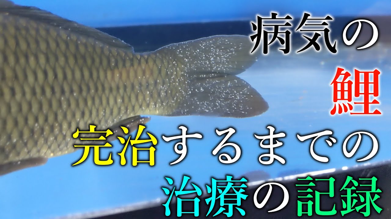 病気の鯉を治療した方法【参考】