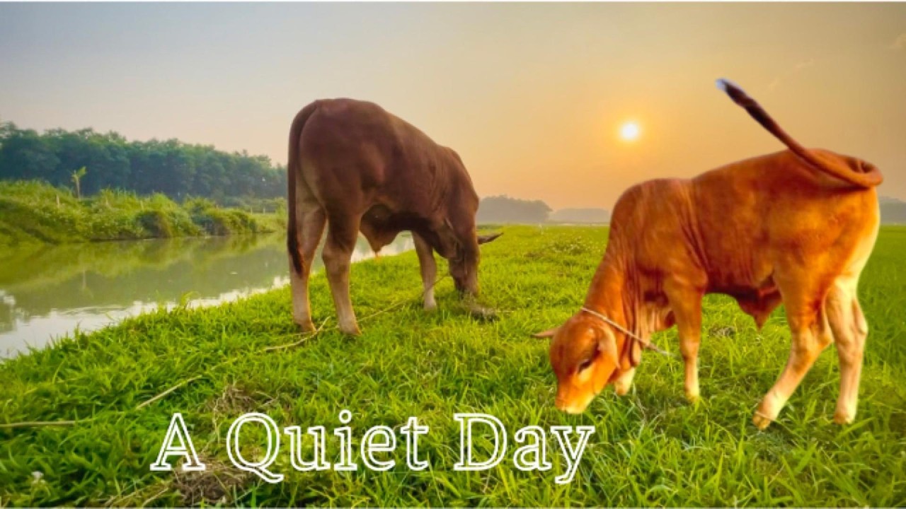 Peaceful Countryside Life | Relaxing Village Living
