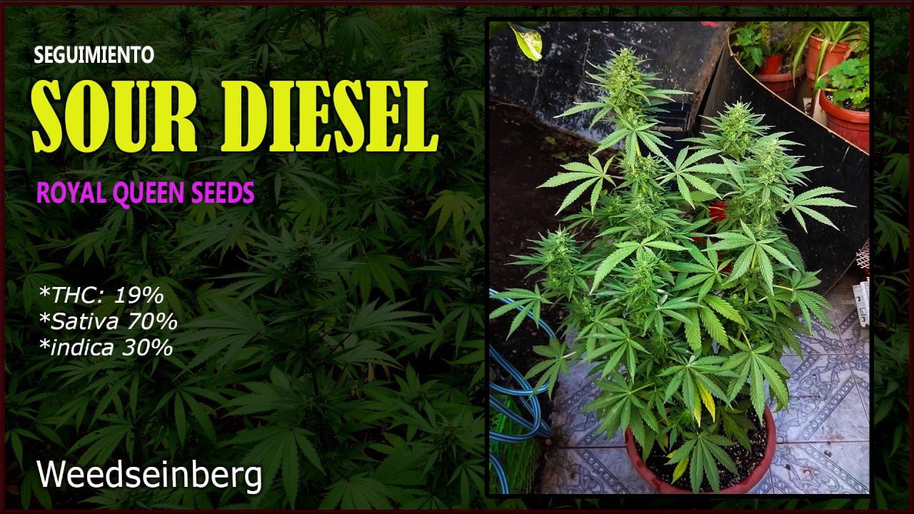 Sour Diesel  (seguimiento Parte 1)  #royalqueenseeds #sourdiesel #cannabis