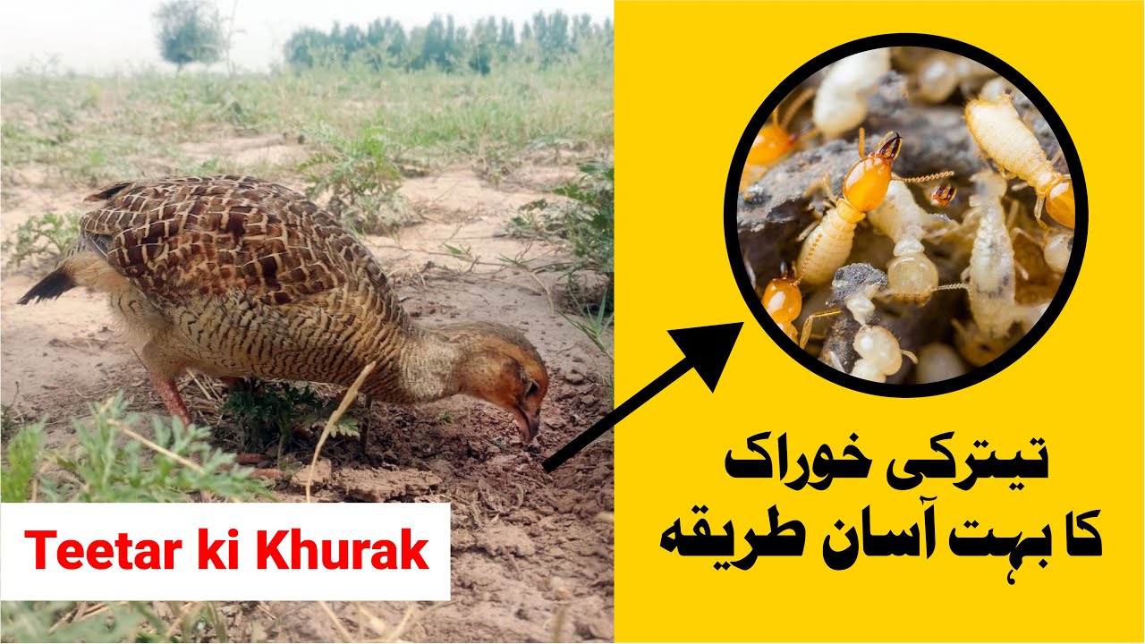 Teetar ki kudrati khurak banany ka tarika |TRADITIONAL TERMITES HUNTING