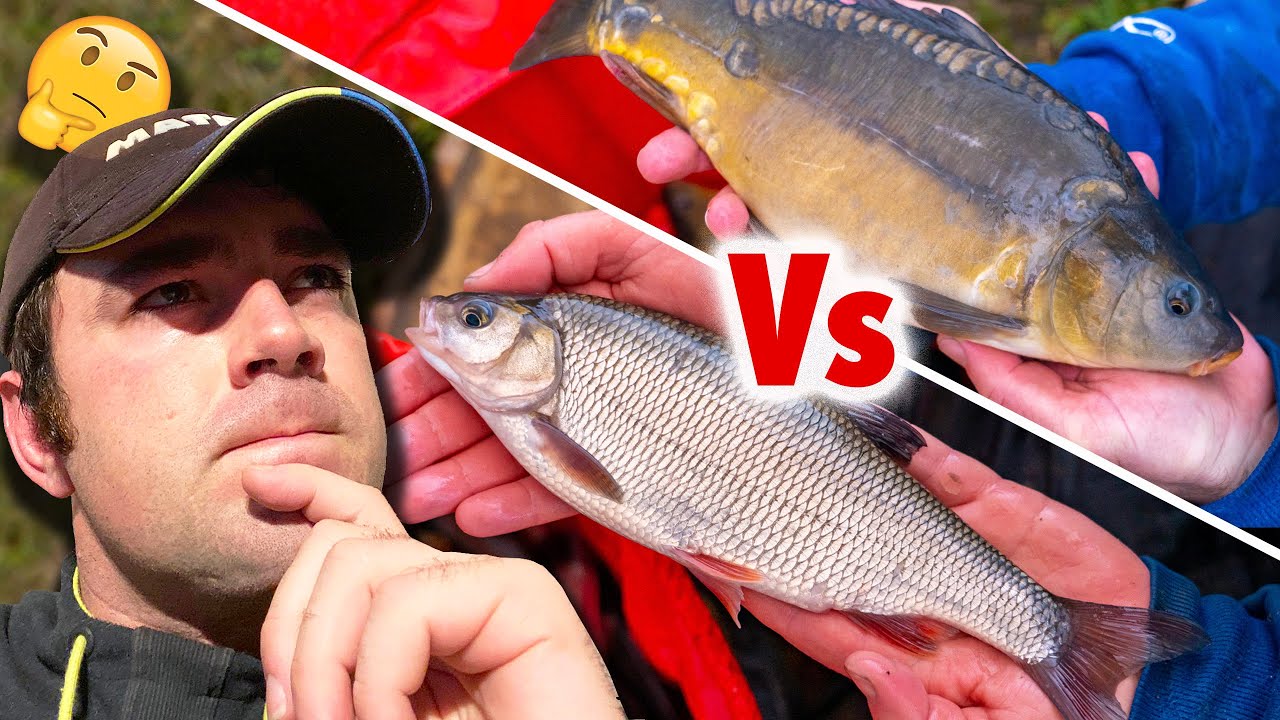 CARP v SILVERS! What Should We Be Fishing For?