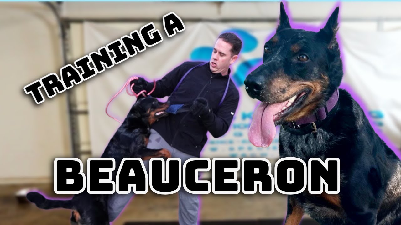 Working Line BEAUCERON | Full Training Session