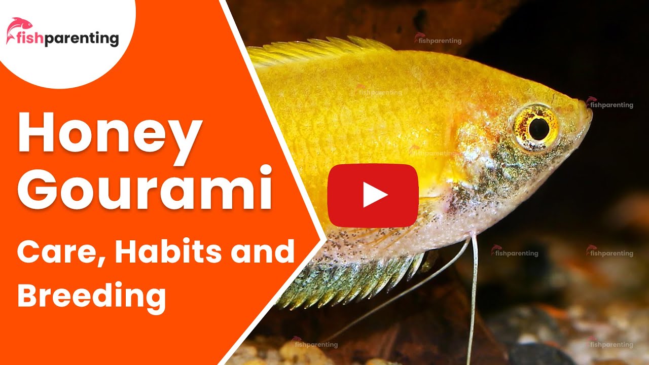 Colorful, Hardy With Strong Survival Rate Fish - Honey Gourami: Care, Size, Lifespan & Tank Mates!