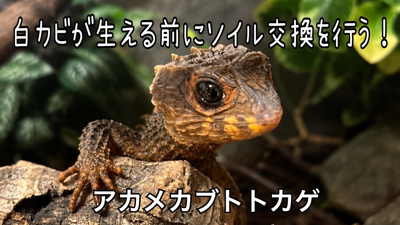 アカメカブトトカゲとソイル交換