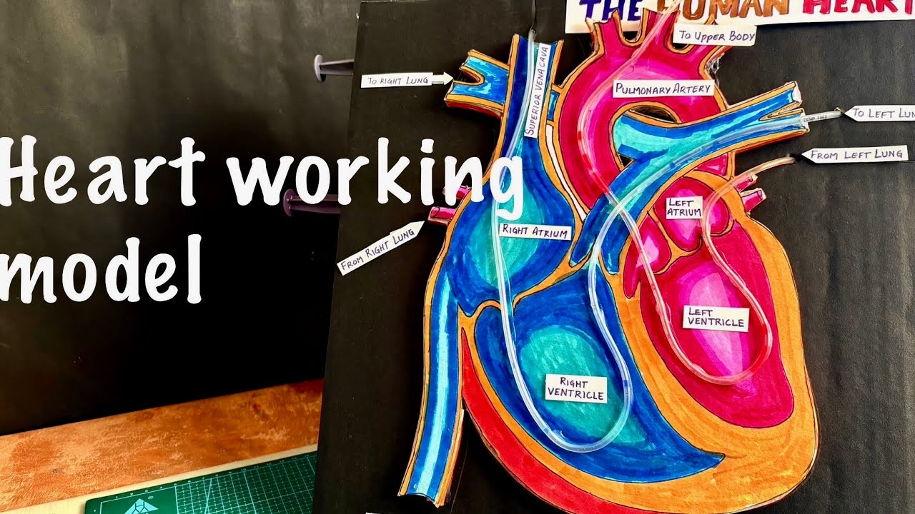 heart working model making using syringe easy - science project exhibition | Nakul Sahu Art