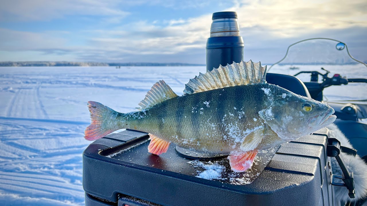 В поисках трофейного окуня. Big perch 1,4 kg. Зимняя рыбалка в Финляндии. Panoptix Livescope.