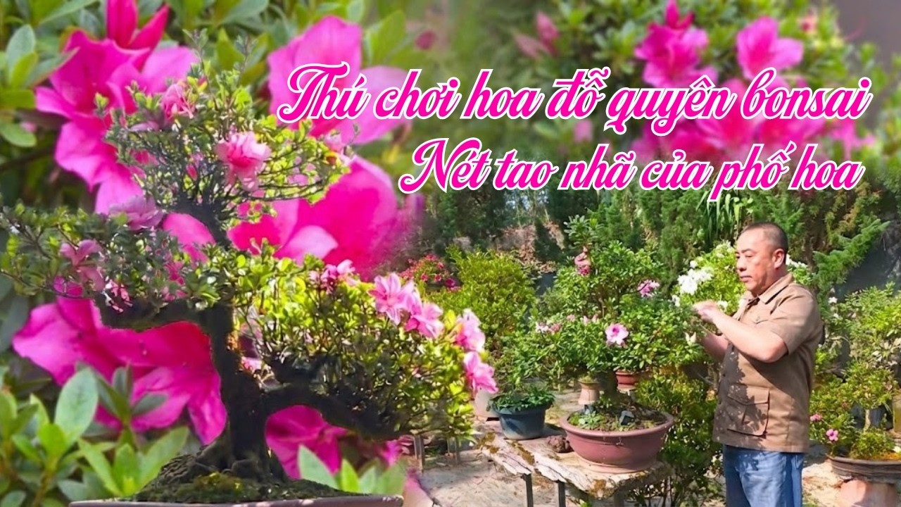 Thú chơi hoa đỗ quyên bonsai – Nét tao nhã của phố hoa