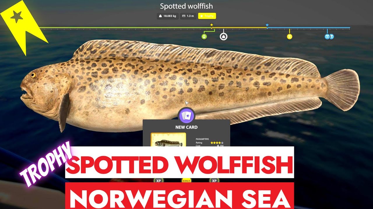 RUSSIAN FISHING 4 - RF4 - TROPHY SPOTTED WOLFFISH - NORWEGIAN SEA