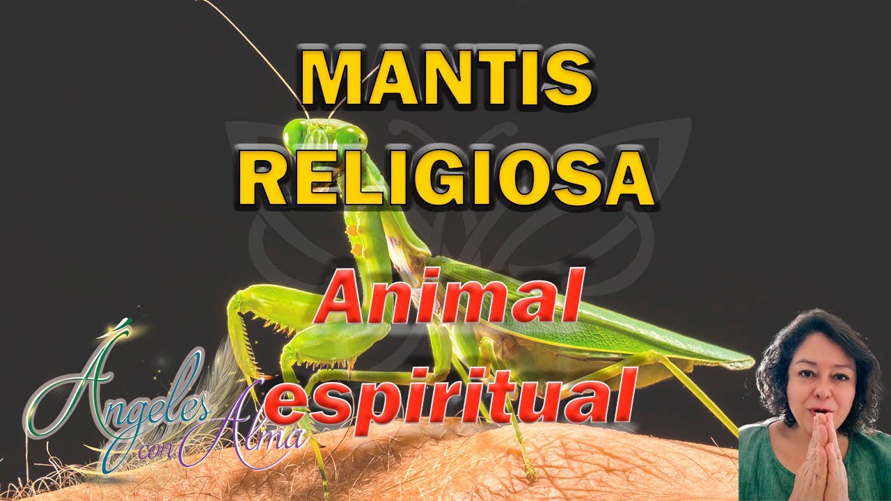 Mantis Religiosa Animal Espiritual