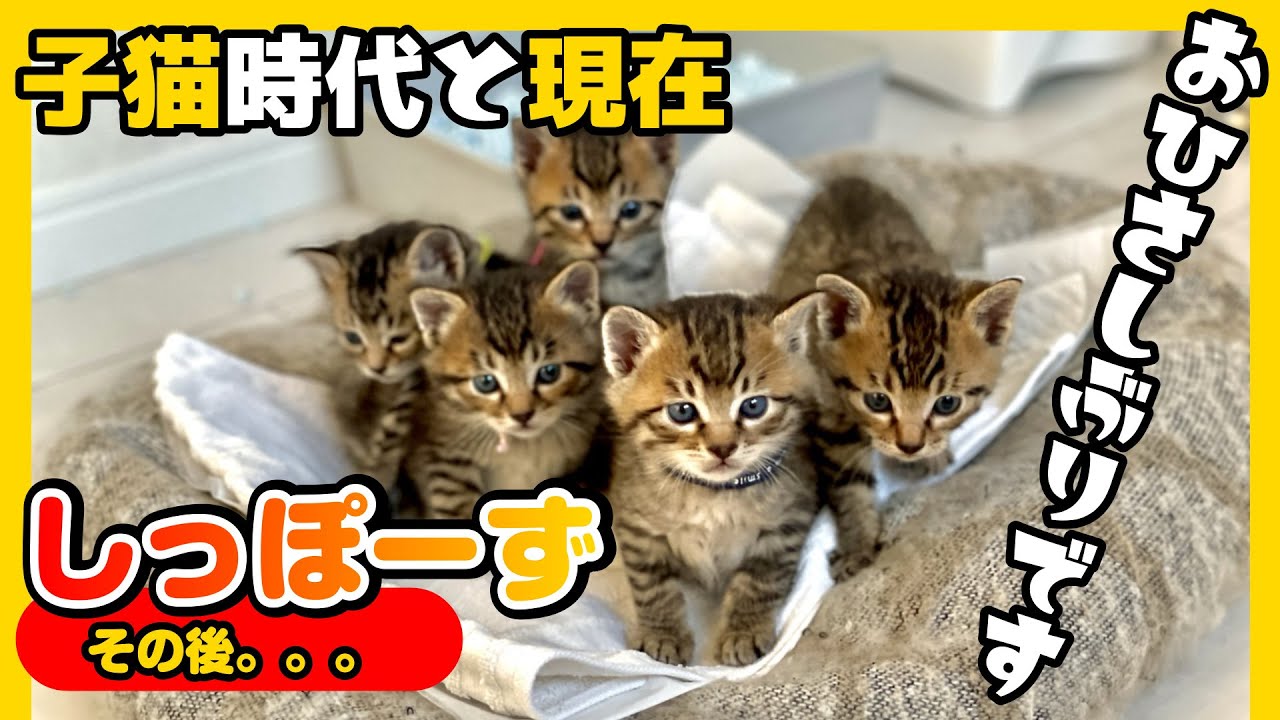 【猫の近況報告】悶絶級のかわいさ連発の”しっぽーず”のその後★字幕あり