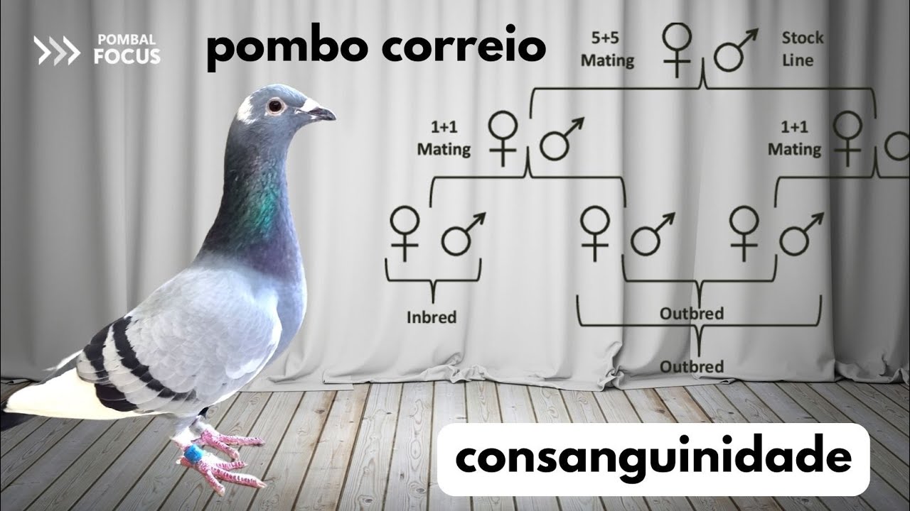 CONSANGUINIDADE E FAMÍLIAS de Pombo Correio - Vídeo 2