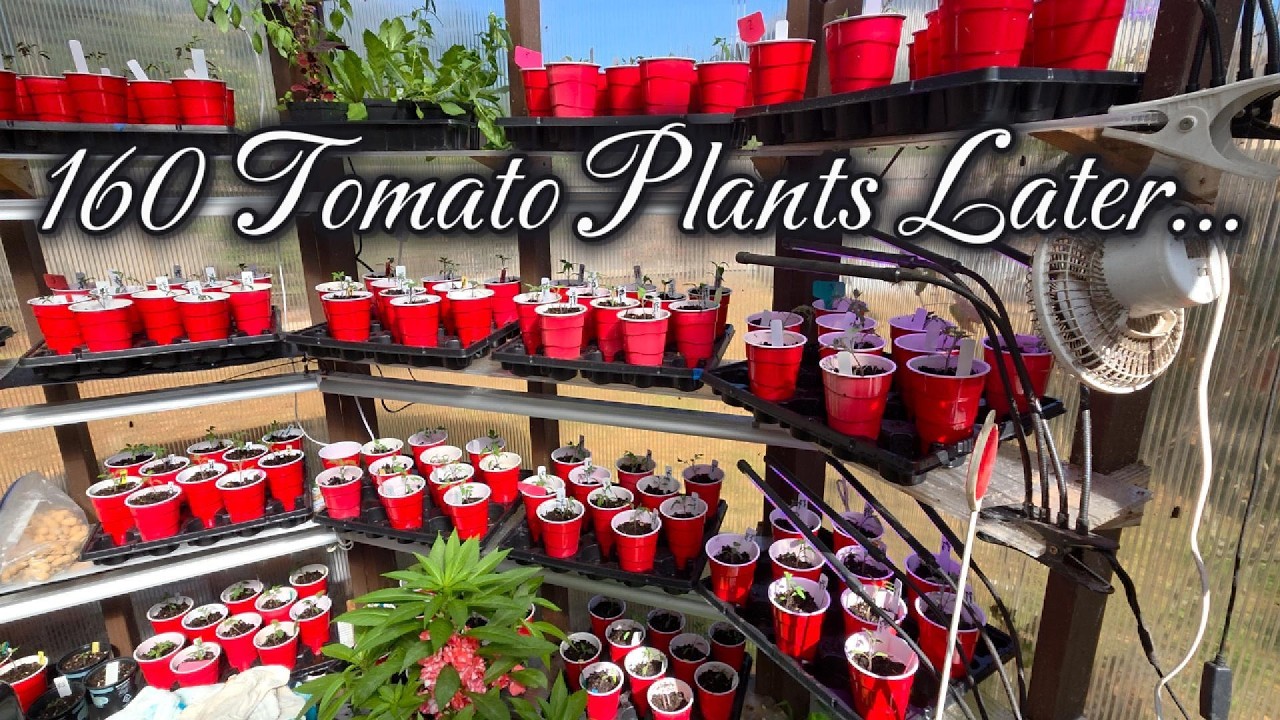 Up-Potting 160 Tomato Plants 🌱 My Simple Method, Setup & Tips