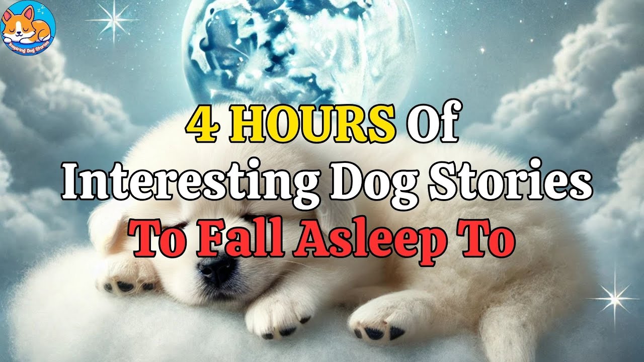 Inspiring Dog Stories for a Peaceful Night's Sleep 🐶💤