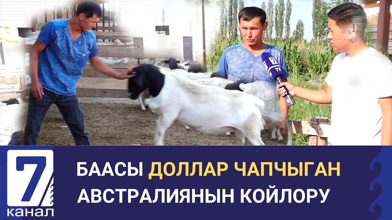 ТӨЛДҮ ЖАКШЫ БЕРИП, ЭТТҮ КЕЛГЕН АЛА ЖАНА АК КОЙЛОР/ КИРЕШЕ БУЛАК/ОШ