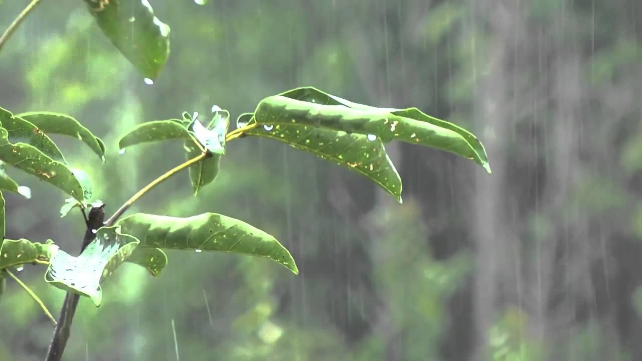Som de Chuva sem Trov&atilde;o para Dormir e Relaxar - Sons Relaxantes da Natureza - Sons de Agua