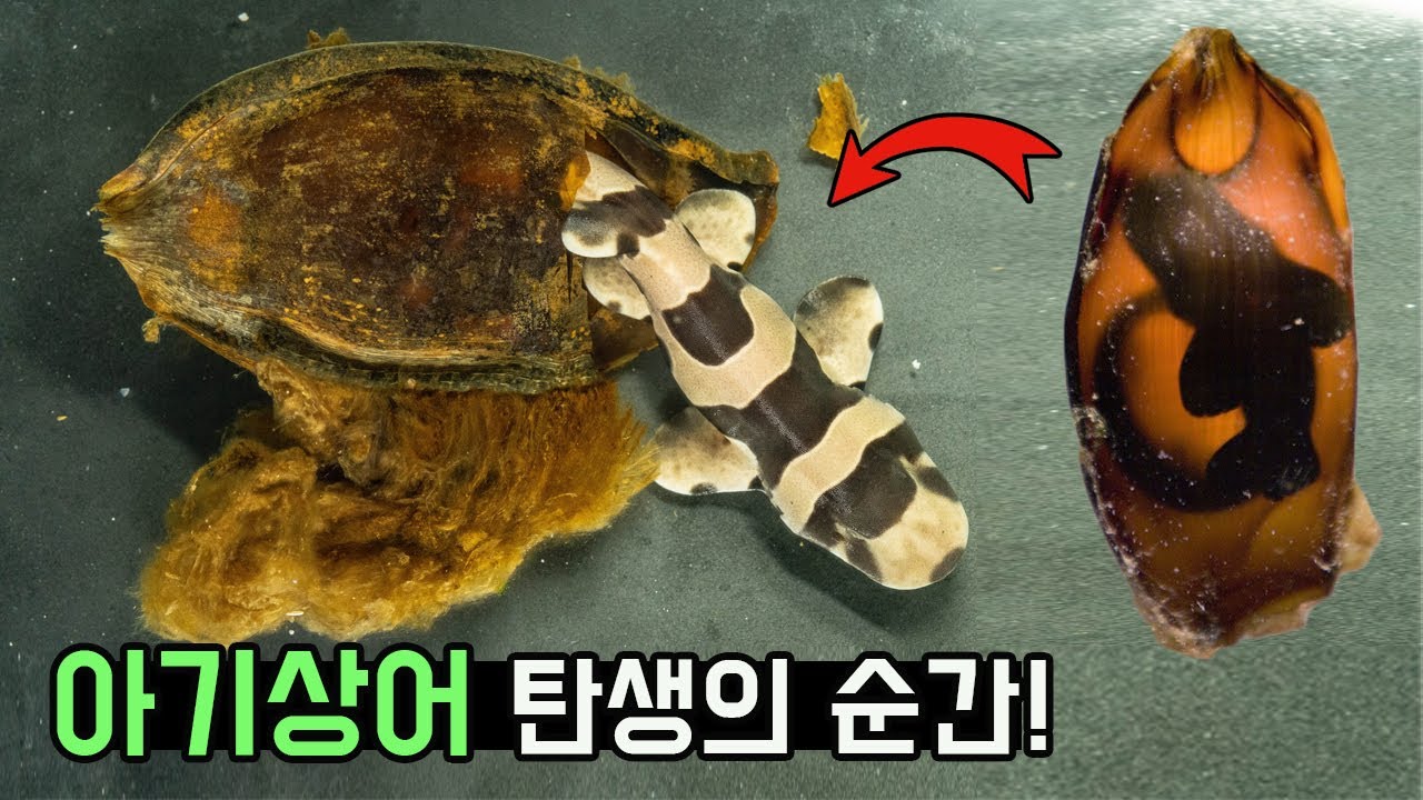 아기상어가 제왕절개로 태어났습니다. 3개월간의 성장과정 최초공개!! Shark Hatching, Cut From Egg [TV생물도감]