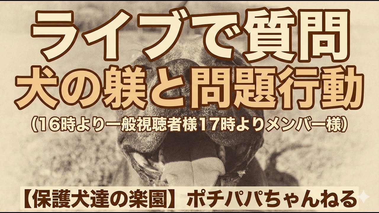 ライブで質問 犬の躾と問題行動（16時より一般視聴者様17時よりメンバー様）