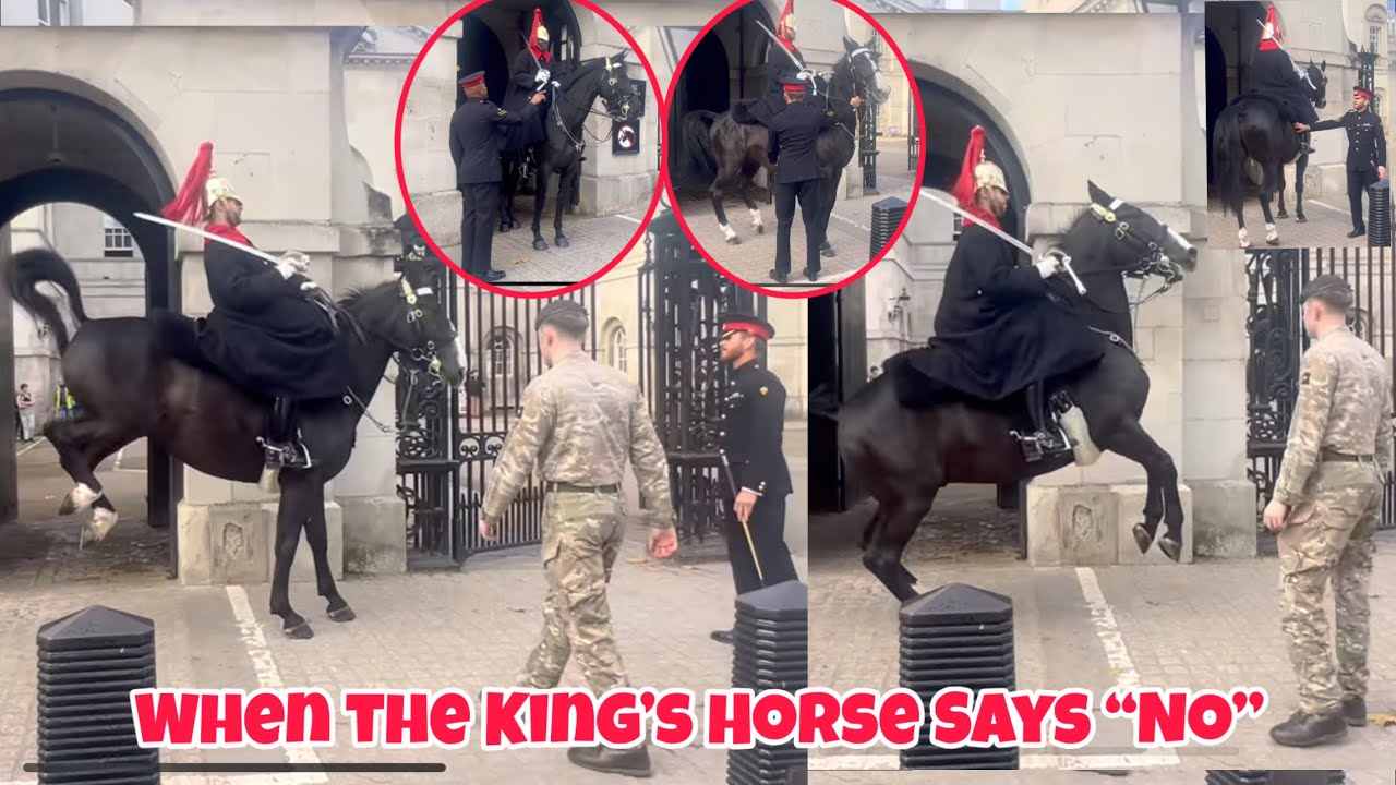 Massive Meltdown: King’s Horse Refuses Duty — Even Guards and Lance Corporals Can’t Control It! 