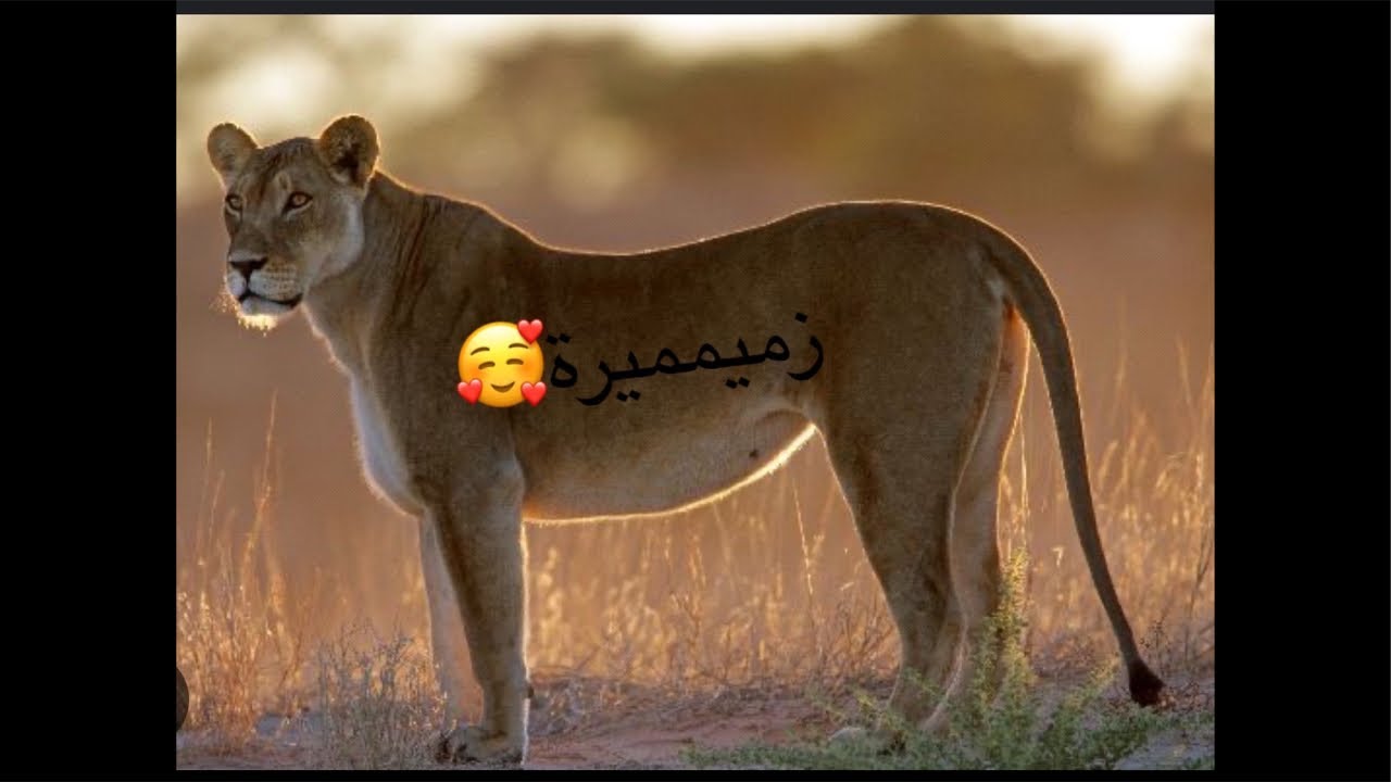 عاجيييل 💣💣💣 ها جوابك ا 🐔🐔🐔🐔