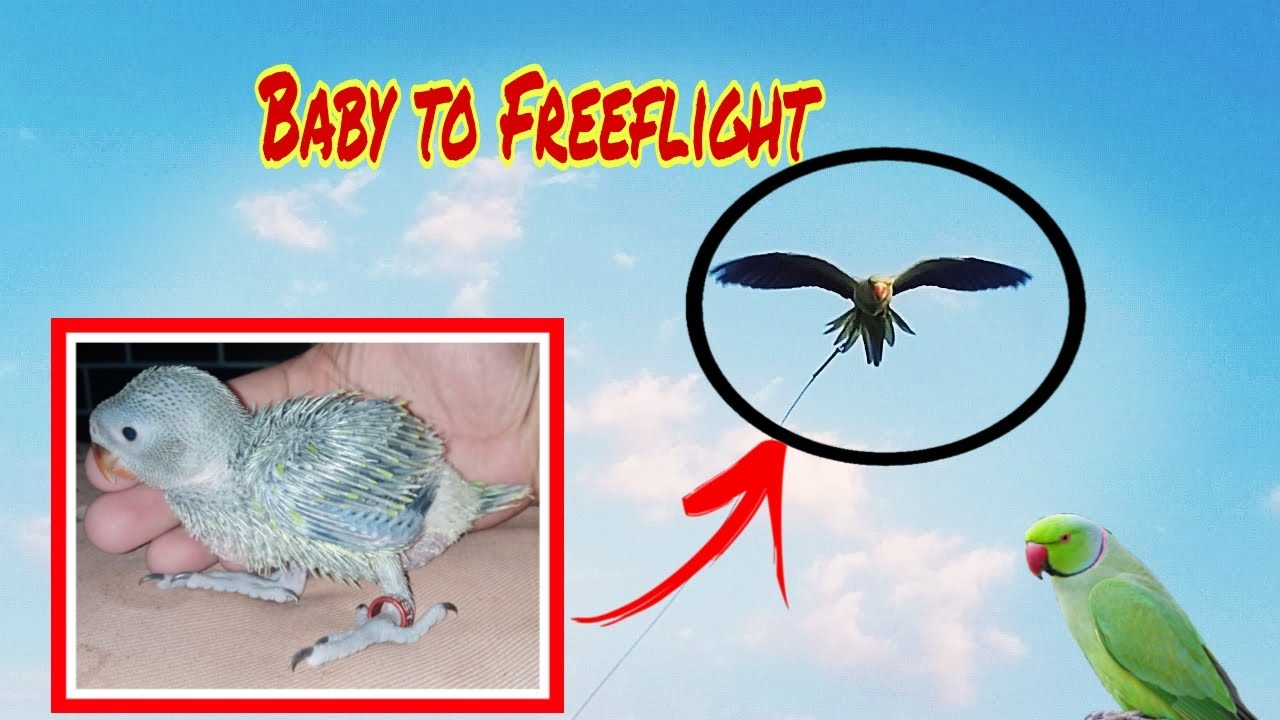 BABY TO FREEFLIGHT INDIAN RINGNECK (LUPET) 🐦