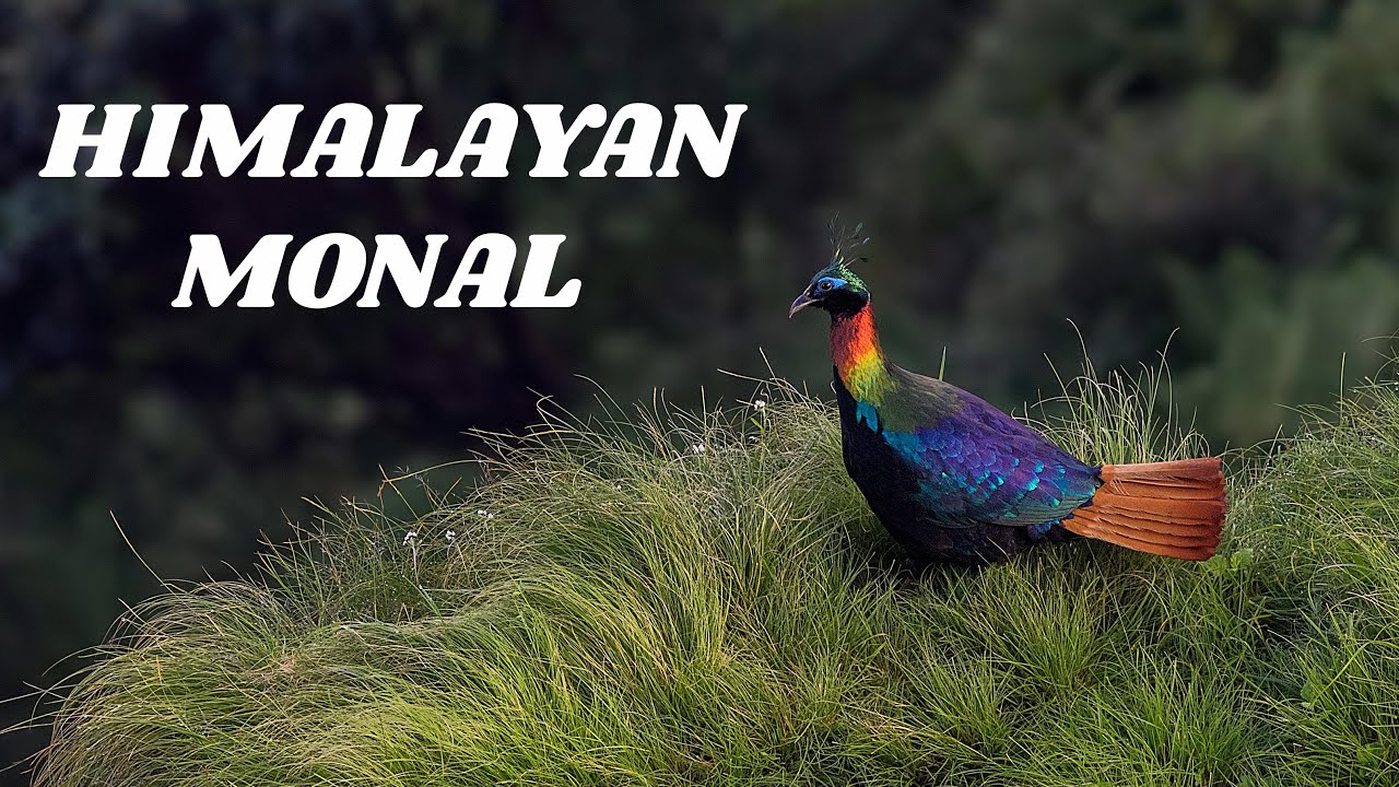 It took me a year to take this shot || Himalayan Monal in Chopta Tungnath
