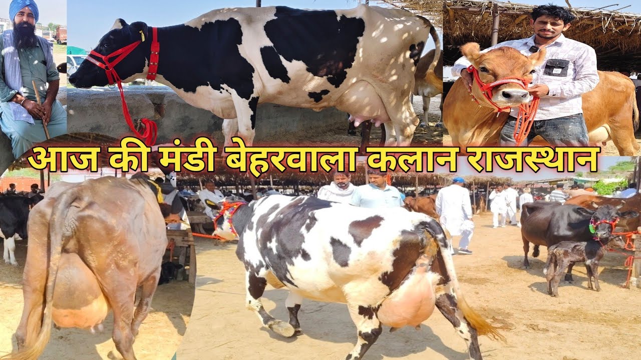 15 अक्टूबर  15 से 30 लीटर दूध वाली गाय💥बेहरवाला कलान पशु मंडी राजस्थान 🏆 hf cross, जर्सी 🏆 गिरक्रॉस 