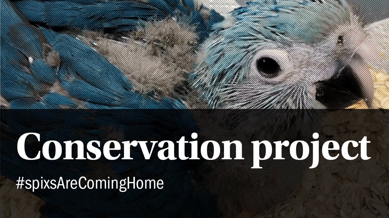 The Spix's Macaw conservation project. #spixsAreComingHome