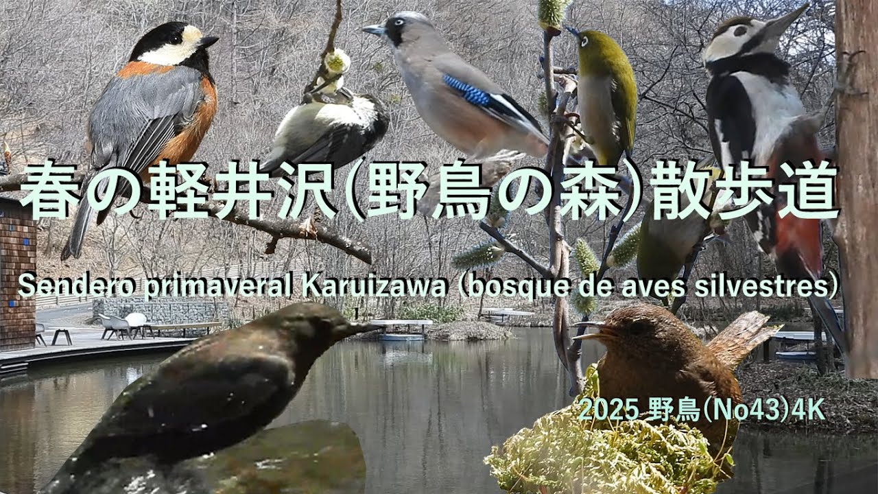 2025 野鳥 (No43)4K春の軽井沢(野鳥の森)散歩道Sendero primaveral Karuizawa (bosque de aves silvestres)#野鳥