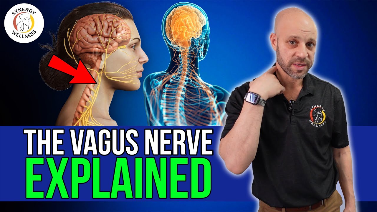 The Vagus Nerve Explained