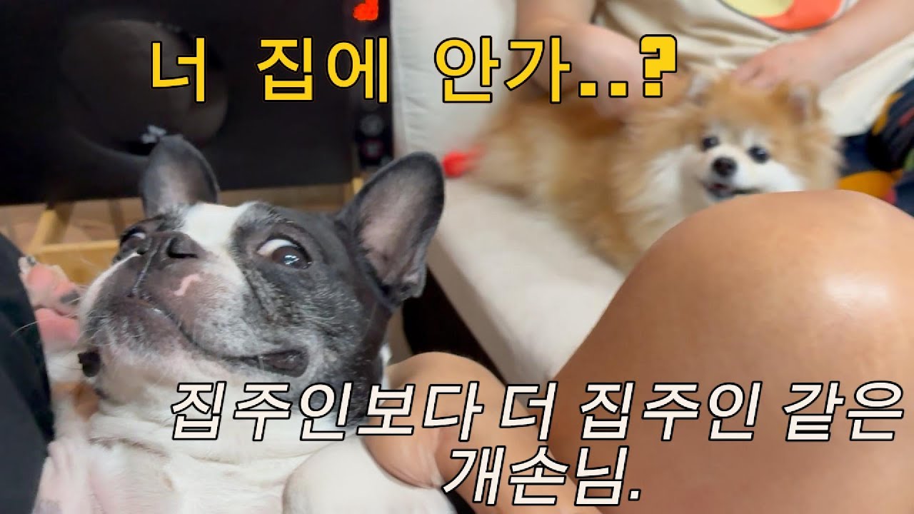 친구 집 소파 점령한 자몽이.. 너 우리 집 안 갈 거야? 😂 (Funny Dog Visit) #BostonTerrier #DogVlog #보스턴테리어