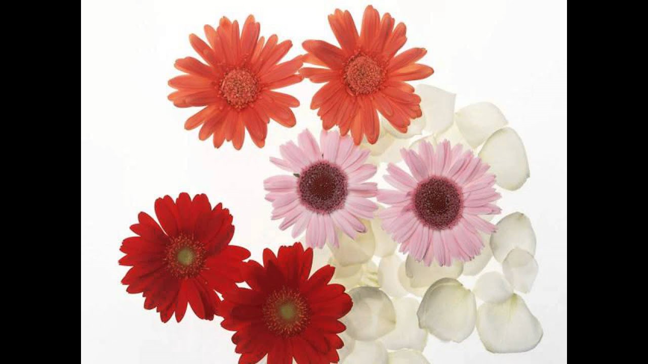 Average Cost Of Wedding Flowers The Knot.avi