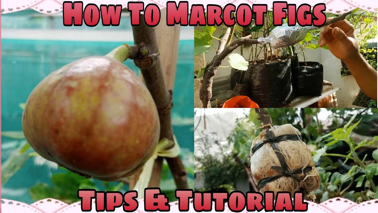 How To Marcot Figs | Tips And Tutorial   #marcotting #ficuscarica #marcotte#figtree#figtrees #figs