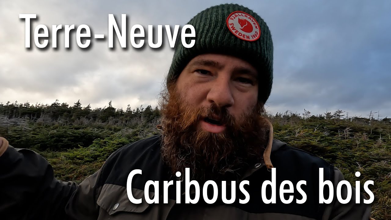 [EP4] Lumière incroyable avec les caribous des bois [Terre-Neuve 2022] [Nikon Z6ii + 105mm f1.4]