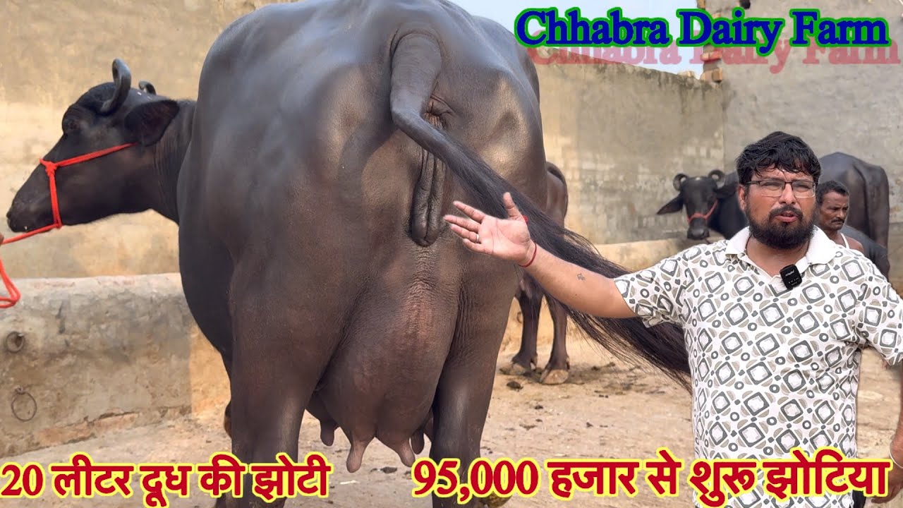 20 लीटर दूध तक की !! टॉप झोटिया खरीदो ✅20 Buffalo For Sale🏆Chhabra Dairy Farm 😱#maharastra #bull !!