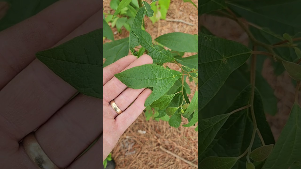 How to grow/harvest your own tea - Easy! #tea #forage #sassafras #howto