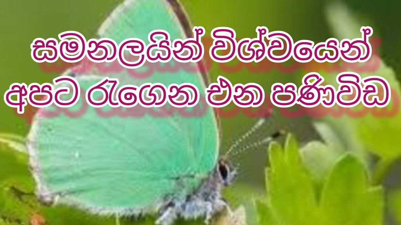 පාට පාට සමනලයින් විශ්වයෙන් ඔබට ගෙනෙන පණිවිඩ //විශ්වයේ පණිවිඩ ගැන අවධානයෙන් ඉන්න
