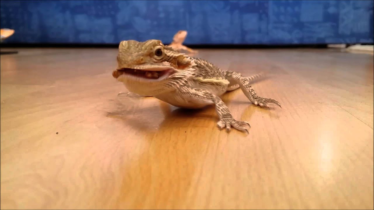 Etes &eacute;s nyerj! B&oacute;diBrothers vide&oacute;verseny. - B&aacute;n&oacute; Edina