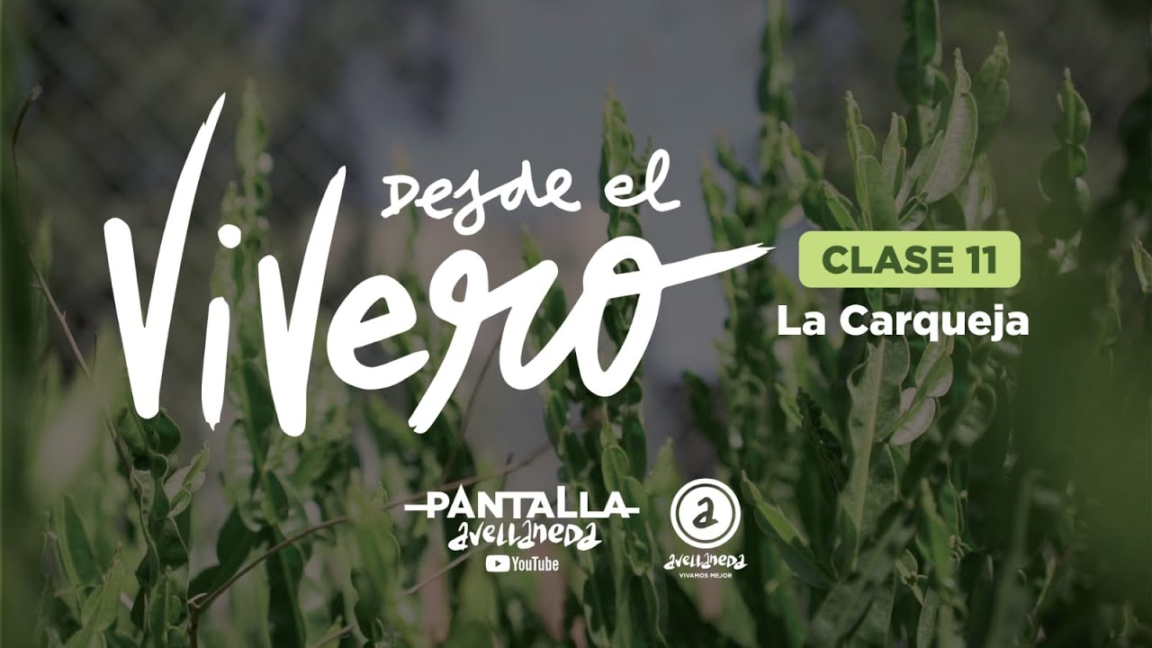 DESDE EL VIVERO. Clase 11: Cómo cultivar Carqueja.