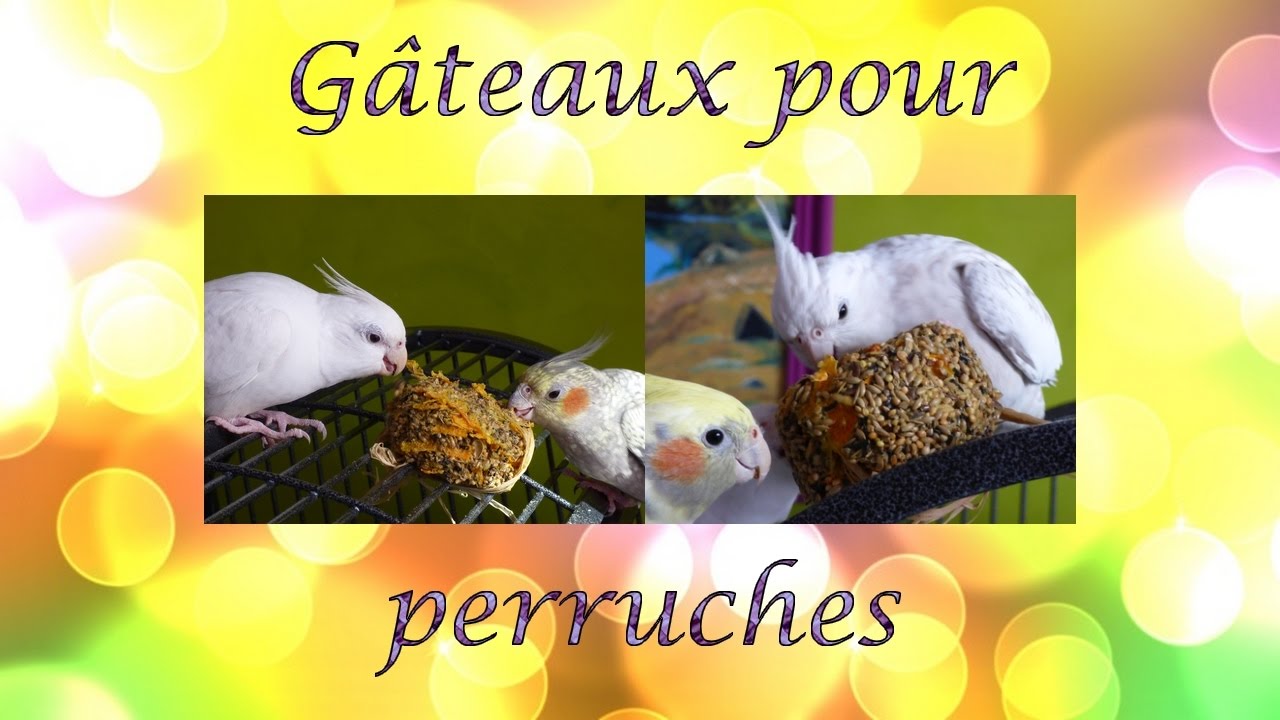[Alimentation] GÂTEAUX POUR PERRUCHES | Comment, avec quoi, combien de fois par semaine ?