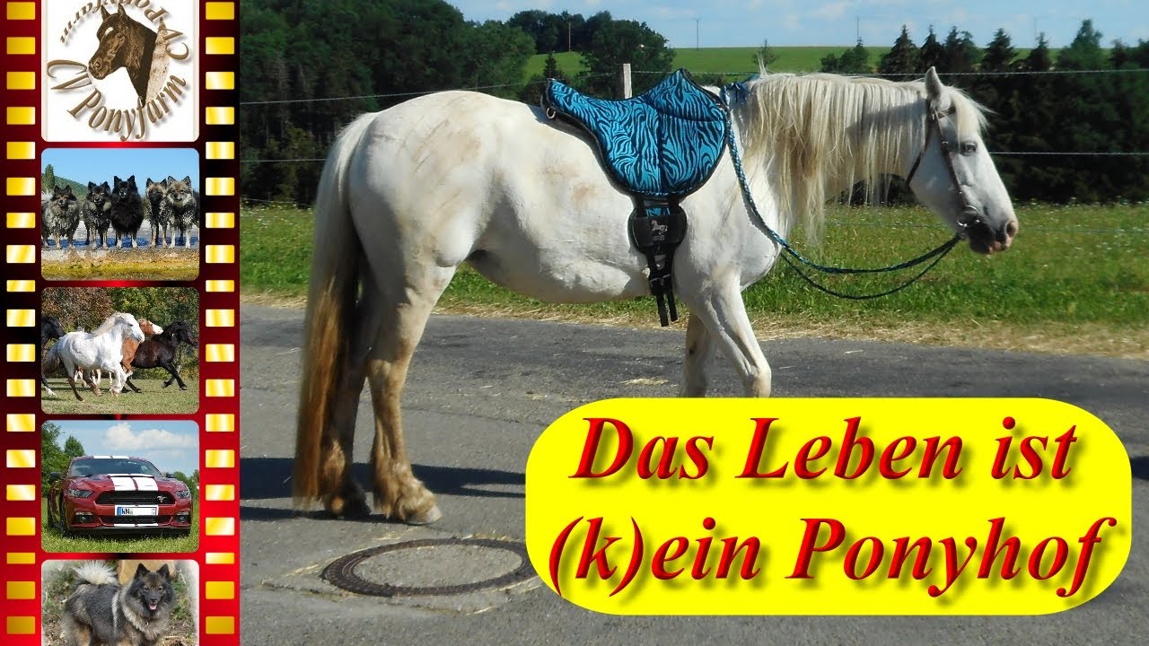 CV Ponyfarm - Das Leben ist (k) ein Ponyhof 2018