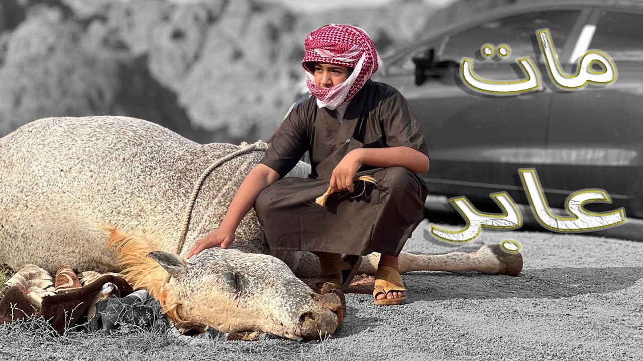 حصان عساف🥲🥲