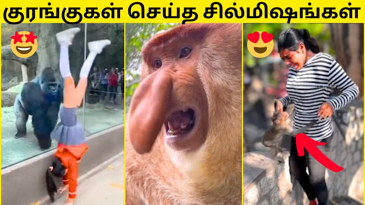 💥யாரு கொரங்கு நிரூபிச்சி காட்டுங்க🤣|🙈விலங்குகள் செய்த மொரட்டு காமெடி சம்பவங்கள்😂|சிரிக்கலாம் வாங்க