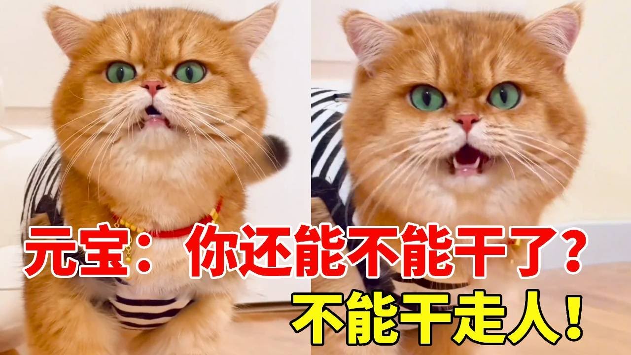 元宝：太阳都晒屁股了！你怎么还没起给我弄吃的！再不起我就把你换掉！