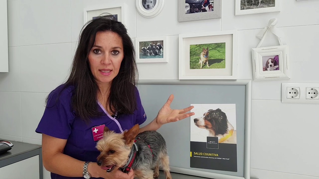 Dieta cetogénica para perros