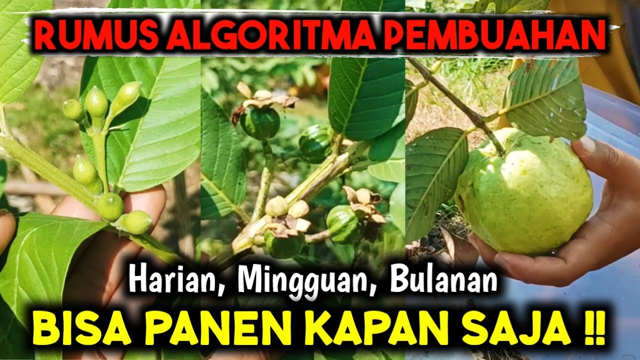 RUMUS PEMBUAHAN JAMBU KRISTAL ‼️ BISA PANEN KAPAN SAJA SESUAI KEINGINAN