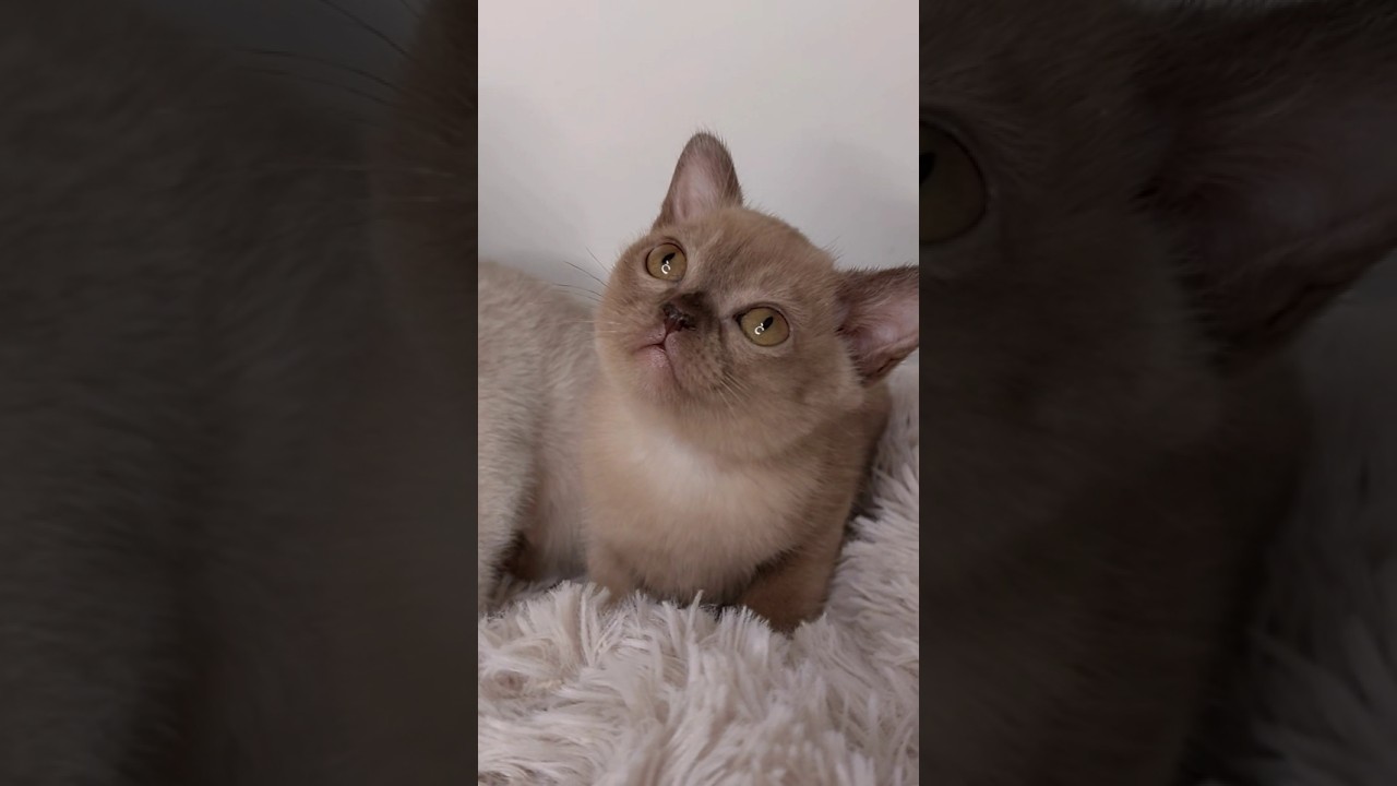 шоколадная бурманская булочка😻 (архив) #семьякотагенри #бурма #веселыекоты #видосыоткота #котята