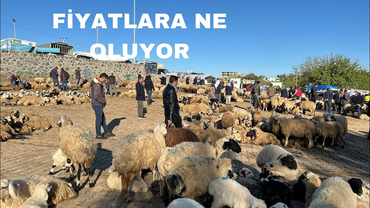 DİYARBAKIR HAYVAN PAZARINDA KURBANLIK KUZULAR